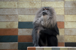 伤病阴影笼罩，羽毛球俱乐部选手们的坚持令人动容！